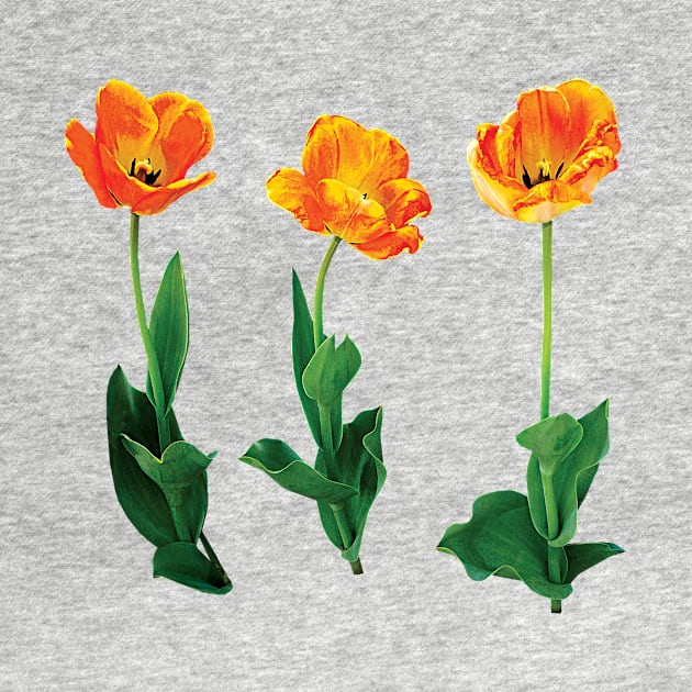 Three Tulips in a Row by SusanSavad